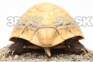 turtle 0051